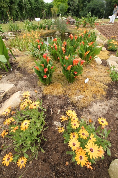 Disa-Orchidee   066.jpg